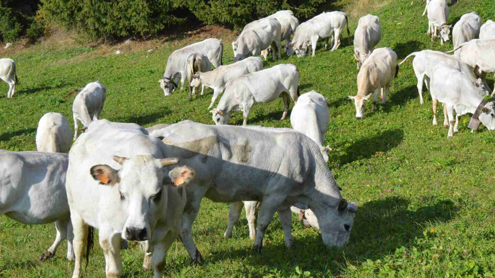 bovini razza piemontese in alpeggio