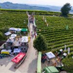 Prove in vigneto - Alba, 17 luglio 2024