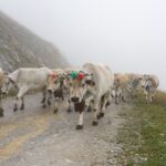 Caluma el Vache <br> Prato Nevoso, 3 ottobre 2024